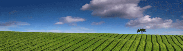 Green Fields